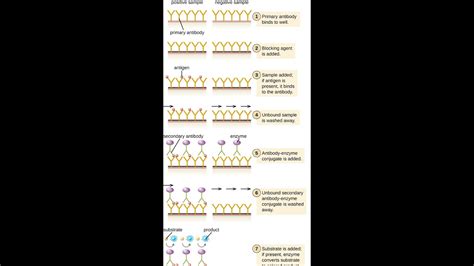 elisa test negative means|elisa test results explained.